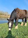 Cherche Cavalier/Cavalière pour Chevaux de Loisir