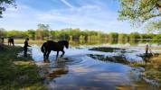 Cherche Cavalier/Cavalière pour Chevaux de Loisir