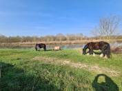 Cherche Cavalier/Cavalière pour Chevaux de Loisir