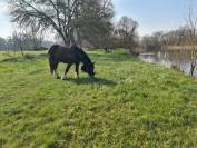 Cherche Cavalier/Cavalière pour Chevaux de Loisir