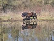Cherche Cavalier/Cavalière pour Chevaux de Loisir