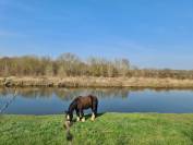 Cherche Cavalier/Cavalière pour Chevaux de Loisir