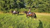 Cherche Cavalier/Cavalière pour Chevaux de Loisir