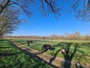 Cherche Cavalier/Cavalière pour Chevaux de Loisir