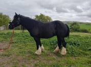 Cherche Cavalier/Cavalière pour Chevaux de Loisir