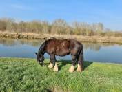 Cherche Cavalier/Cavalière pour Chevaux de Loisir