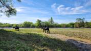 Cherche Cavalier/Cavalière pour Chevaux de Loisir
