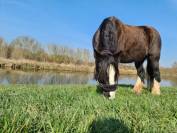 Cherche Cavalier/Cavalière pour Chevaux de Loisir