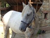 Lotus, 4 ans, ONC, 1m48
