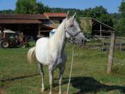 Lotus, 4 ans, ONC, 1m48