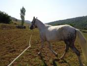 Lotus, 4 ans, ONC, 1m48