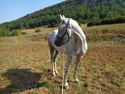 Lotus, 4 ans, ONC, 1m48