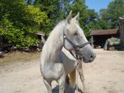Lotus, 4 ans, ONC, 1m48