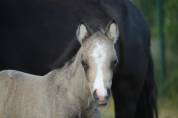 Superbe poulain Welsh partbred isabelle