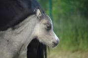Superbe poulain Welsh partbred isabelle