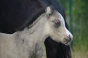 Superbe poulain Welsh partbred isabelle