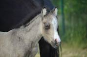 Superbe poulain Welsh partbred isabelle