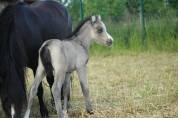Superbe poulain Welsh partbred isabelle