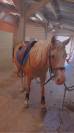 Ponette 