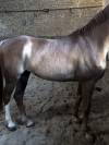 AES de 8 ans par Bon tanito Z x Affair M 