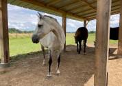 Haras Prynn 