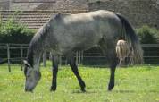 Haras Prynn 