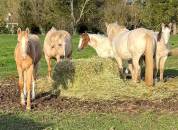 Haras Prynn 