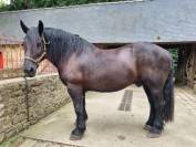 Hongre Percheron