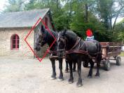 Hongre Percheron