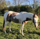 JUMENT PAINT HORSE CHESTNUT TOVERO RABICANO