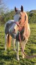 JUMENT PAINT HORSE CHESTNUT TOVERO RABICANO