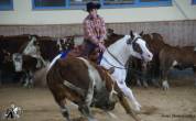 JUMENT PAINT HORSE CHESTNUT TOVERO RABICANO