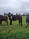 chevaux à vendre cause réduction d’effectifs