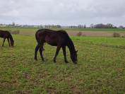 chevaux à vendre cause réduction d’effectifs