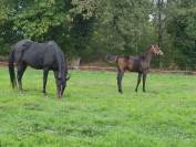 chevaux à vendre cause réduction d’effectifs