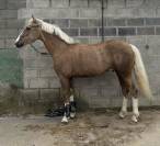 Pony palomino deportivo - Doma clásica, salto y ocio.