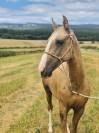 Pony palomino deportivo - Doma clásica, salto y ocio.