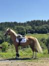 Pony palomino deportivo - Doma clásica, salto y ocio.