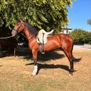 Caballo PRE - 3 años, castrado, gran proyección deporti