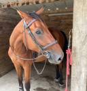 CHEVAL hongre SF de 5 ans pour loisirs uniquement