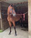 CHEVAL hongre SF de 5 ans pour loisirs uniquement