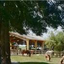 Pension équestre