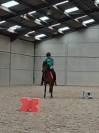 Hongre BRP 3ans