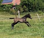 Fille de l incroyable Zonik Plus 