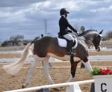 Hermoso caballo Holsteiner tobiano 