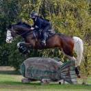 Hermoso caballo Holsteiner tobiano 
