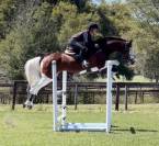 Hermoso caballo Holsteiner tobiano 