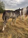Pouliche Paint Horse