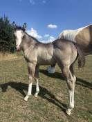 Pouliche Paint Horse