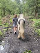 Irish cob de 2 ans 